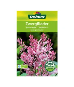 Zwerg-Duftflieder 'Tinkerbelle' -Gartenbedarf Verkäufe 2024 00000000 Syringa meyerii Tinkerbelle 2016 1