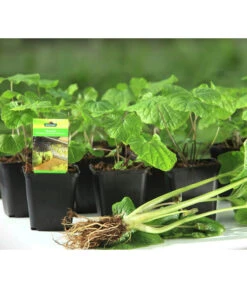 Wasabi -Gartenbedarf Verkäufe 2024 20120718 WE MO 001 Wasabi Gs kleine Planzen 03