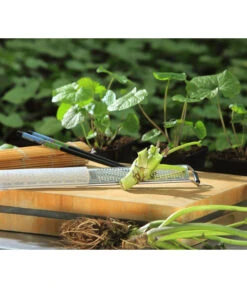 Wasabi -Gartenbedarf Verkäufe 2024 20120718 WE MO 002 Wasabi Gs Reibe Matte Totale