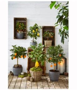 Zitronat-Zitrone 'Buddhas Hand' -Gartenbedarf Verkäufe 2024 20171103 PR MO 001 CitrusGC23