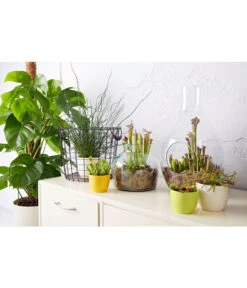 Liebeslocke - Juncis Effusus -Gartenbedarf Verkäufe 2024 20180515 PR MO 001 CarnivorenBL15