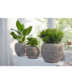 Banyanbaum - Ficus Benghalensis 'Audrey' -Gartenbedarf Verkäufe 2024 20180515 PR MO 001 CrassulaBL14