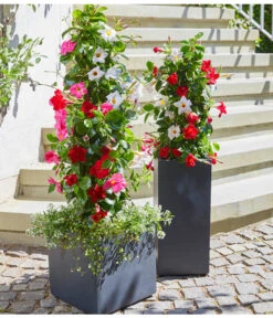 Dipladenien-Duo, Pyramide 7 Dipladenien-Duo, Pyramide -Gartenbedarf Verkäufe 2024 20180515 PR MO 004 DipladeniaBL05