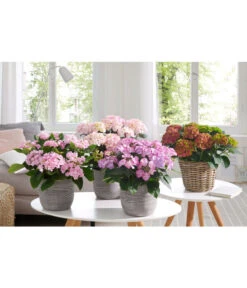 Hortensie - Hydrangea Macrophylla 'Tiffany' -Gartenbedarf Verkäufe 2024 20180522 PR MO 002 HortensienPremium