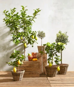 XXL Zitrone, Ca. 155-165 Cm -Gartenbedarf Verkäufe 2024 20180919 PR MO 001 citrusT18