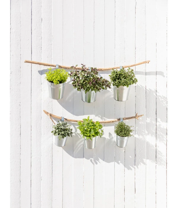 Dehner Gourmet Garten Salbei 4 Dehner Gourmet Garten Salbei – Bild 2