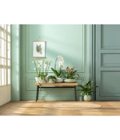 Kleine Zimmerrebe - Cissus Striata -Gartenbedarf Verkäufe 2024 20181115 PR MO 001 Orchideen GC01 01