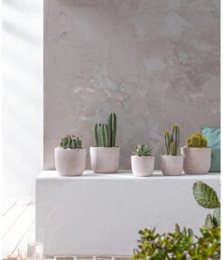 Agave 'Cuba' - Agave, Verschiedene Sorten -Gartenbedarf Verkäufe 2024 20190301 PR MO 001 Kakteen und Succulenten 01