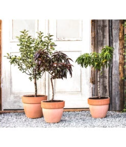 Zwergpfirsich 'Amber Pix Zee' -Gartenbedarf Verkäufe 2024 20190626 WE MO 002 ZwergundSaeulenobst GC10 2020 2