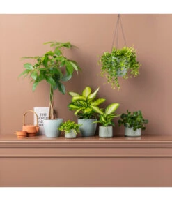 Dieffenbachie - Dieffenbachia Maculata 'Camilla' -Gartenbedarf Verkäufe 2024 20190704 PR MO 001 GruenplanzenFreshGreen GC02 2020