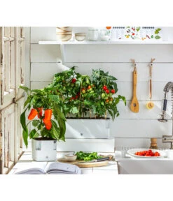 Pick-a-Tom® Cocktailtomate Mit Früchten, Rot -Gartenbedarf Verkäufe 2024 20200604 WE MO 001 IndoorTomatePaprika 2021 GC11 1