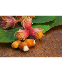 Dehner Haselnuss 'Rote Zellernuss' -Gartenbedarf Verkäufe 2024 20200701 PR MO RoteZellernuss 32927418 123rf