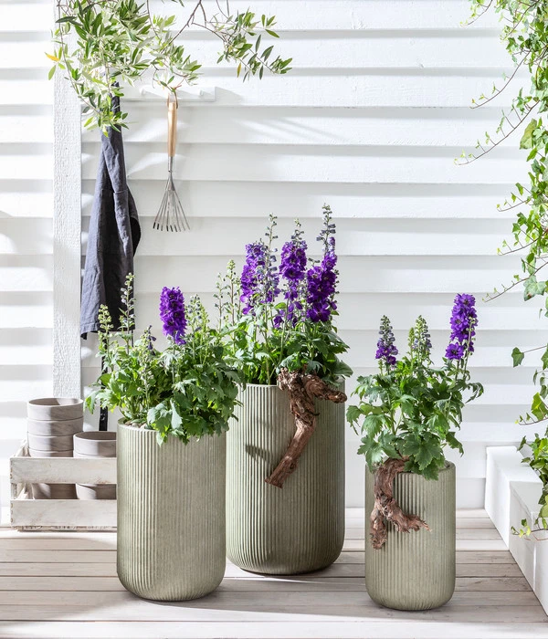 Rittersporn, Verschiedene Farben 10 Rittersporn, Verschiedene Farben – Bild 8