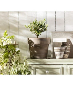 Olive, Busch -Gartenbedarf Verkäufe 2024 20210421 PR MO 001 Olive Obstkonzept 2022