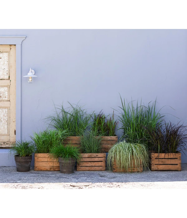 Weißbunte Japan-Segge 'Variegata' 5 Weißbunte Japan-Segge 'Variegata' – Bild 3