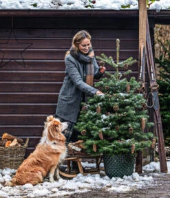 Nordmann-Tanne, Ca. 100-125 Cm, Im Topf Gewachsen -Gartenbedarf Verkäufe 2024 20211215 8995946 8995706 8995953 WE MO 001 TannenbaumTopf