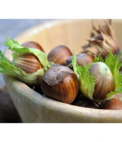 Haselnuss 'Hallesche Riesen' -Gartenbedarf Verkäufe 2024 20220610 7662943 WE MO 123rf 80250141 l Haselnuess