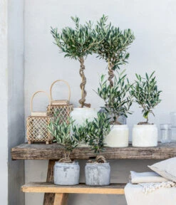 Olive, Stamm, In Keramik, Ca. Ø17/H90 Cm -Gartenbedarf Verkäufe 2024 20221005 WE MO 002 Olivenarrangement GC05 2023