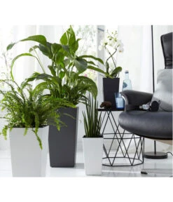 Air So Pure® Einblatt - Spathiphyllum Wallisii 'Sensation' 8 Air So Pure® Einblatt - Spathiphyllum Wallisii 'Sensation' -Gartenbedarf Verkäufe 2024 2539567 WE MO 002 KunststoffTopfEliseWeissTaupeAnthrazitFotoshootingUveSauerFebruar2016