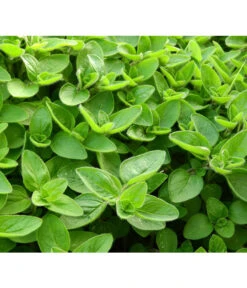 Dehner Gourmet Garten Majoran, Einjährig 7 Dehner Gourmet Garten Majoran, Einjährig -Gartenbedarf Verkäufe 2024 2782134 WE DE 001 GourmetGartenMajoranEchterMiranT12Pixabay