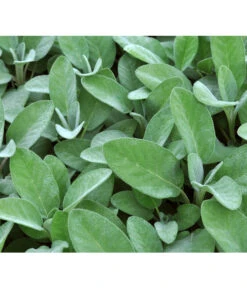 Dehner Gourmet Garten Salbei 11 Dehner Gourmet Garten Salbei -Gartenbedarf Verkäufe 2024 2782373 BildD 001 GourmetGartenSilbersalbeiCulinariaGgSalbeiCulinaria