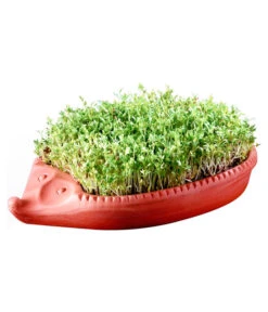 Römertopf Kresseigel Mit Kresse-Saatgut 6 Römertopf Kresseigel Mit Kresse-Saatgut -Gartenbedarf Verkäufe 2024 349993 BildM 001 RoemertopfKresseigelMitKresseSaatgutKresseIgel1SamenTerra