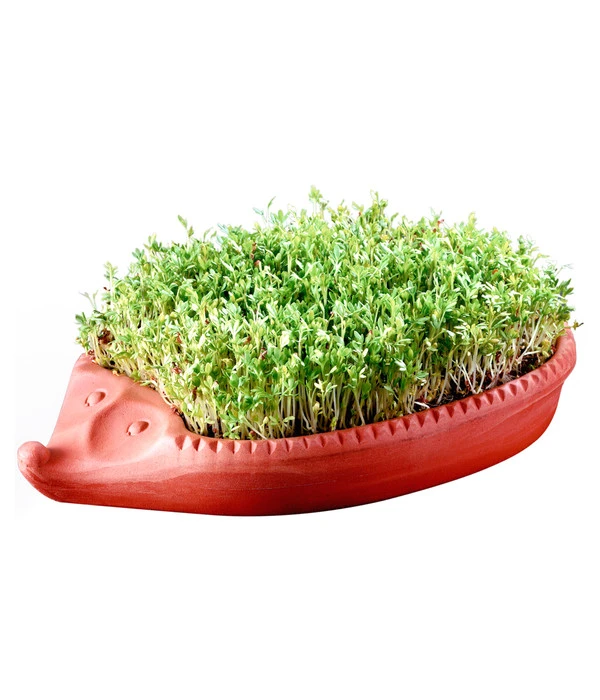 Römertopf Kresseigel Mit Kresse-Saatgut 4 Römertopf Kresseigel Mit Kresse-Saatgut – Bild 2