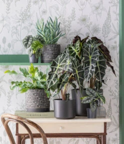 Pfeilblatt - Alocasia Amazonica 'Polly' -Gartenbedarf Verkäufe 2024 3816550 WE MO 001 TOK Coolgrey