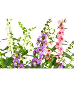 Engelsgesicht-Trio 5 Engelsgesicht-Trio -Gartenbedarf Verkäufe 2024 4005716 PR DE 001 AngeloniaTrioT12DehnerExpressHerzig