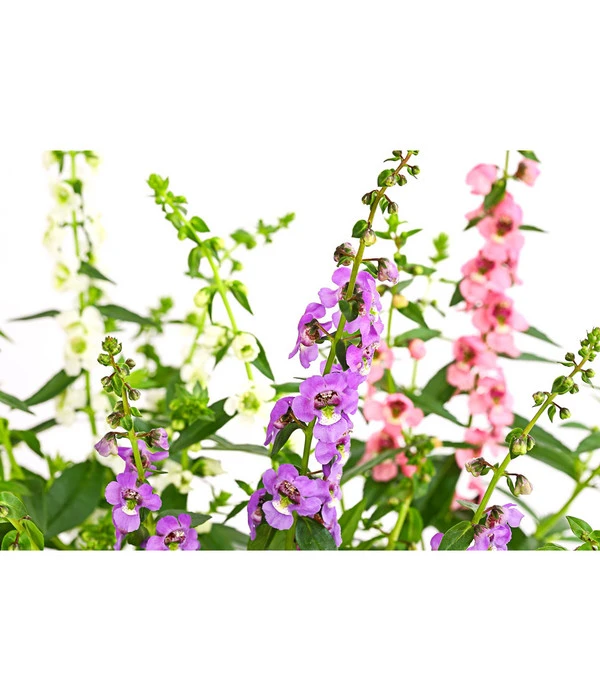 Engelsgesicht-Trio 4 Engelsgesicht-Trio – Bild 2