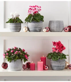 Zimmerazalee - Rhododendron Simsii -Gartenbedarf Verkäufe 2024 4021010 PR MO 002 8205163 8217903 8283640 8620528 AzaleeAlpenveilchenIndiakaMidiCyclameRhododendronTopfMatzMarlonGrauWeiss