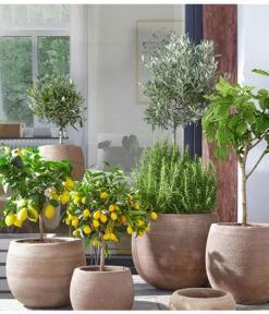 Feige, Hell -Gartenbedarf Verkäufe 2024 4067054 PR MO 002 TerrakottaTopfBalloonGC07 4067088 4067112