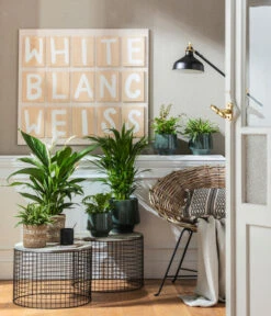 Air So Pure® Einblatt - Spathiphyllum Wallisii 'Bingo' -Gartenbedarf Verkäufe 2024 4099883 PR MO 001 TopfElsaPetrolKorbPapette