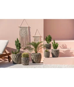 Agave 'Cuba' - Agave, Verschiedene Sorten -Gartenbedarf Verkäufe 2024 4432415 PR MO 001 KeramikTopfNero