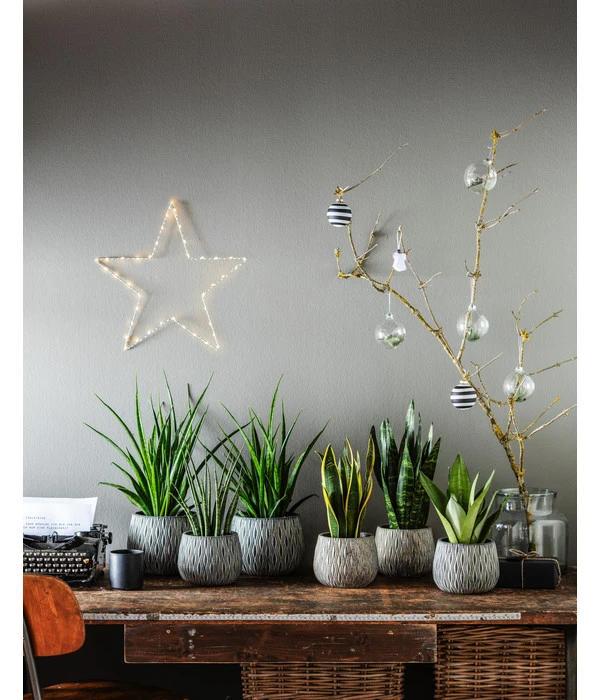 Bogenhanf - Sansevieria 'Friends' 4 Bogenhanf - Sansevieria 'Friends' – Bild 2