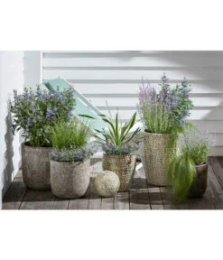 Blauraute 'Blue Spire' -Gartenbedarf Verkäufe 2024 4435640 PR MO 003 KeramikTopfBungxe