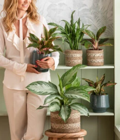 Kolbenfaden - Aglaonema Commutatum 'Silverbay' -Gartenbedarf Verkäufe 2024 4440095 WE MO 001 Aglaonema