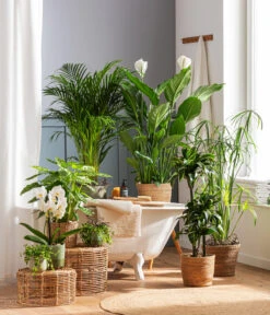 Drachenbaum - Dracaena Deremensis 'Dorado' -Gartenbedarf Verkäufe 2024 4440343 4439022 4438990 WE MO 002 IgmarBraun 1