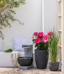 Sumpf-Roseneibisch 8 Sumpf-Roseneibisch -Gartenbedarf Verkäufe 2024 4447454 WE MO 004 DehnerPolyresinGartenbrunnenMadeira