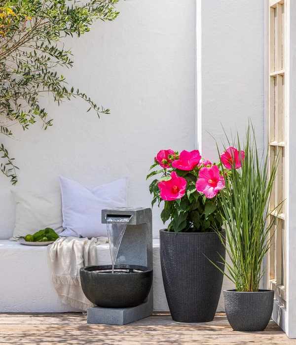 Sumpf-Roseneibisch 4 Sumpf-Roseneibisch – Bild 2