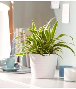 Grünlilie - Chlorophytum Comosum 'Ocean' -Gartenbedarf Verkäufe 2024 5253323 WE MO 001 KeramikTopfWaveWeissMattDehnerUveSauerApril2016