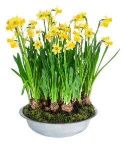 Narzissen Tête à Tête' In Zinkschale, Ca. Ø29 Cm -Gartenbedarf Verkäufe 2024 6019111 WE FS 001 ZinkschaleNarzisse29cm