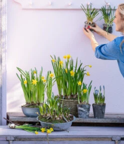 Narzissen Tête à Tête' In Zinkschale, Ca. Ø29 Cm -Gartenbedarf Verkäufe 2024 6019111 WE MO 001 ZinkschaleNarzissen