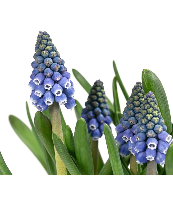 Traubenhyazinthen In Zinkschale, Ca. Ø29 Cm 7 Traubenhyazinthen In Zinkschale, Ca. Ø29 Cm – Bild 5