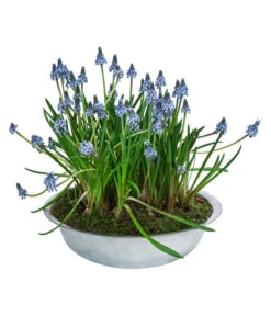 Traubenhyazinthen In Zinkschale, Ca. Ø29 Cm 8 Traubenhyazinthen In Zinkschale, Ca. Ø29 Cm -Gartenbedarf Verkäufe 2024 6019152 WE FS 001 ZinkSchaleMuscari29cm