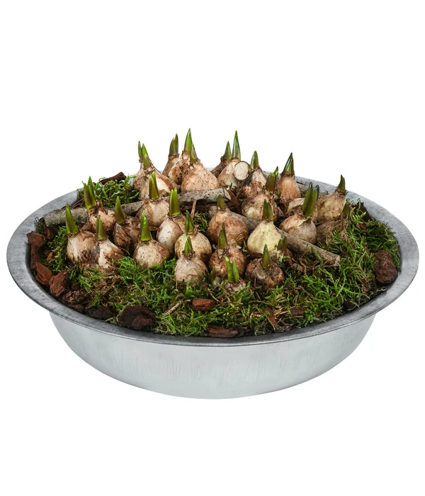 Traubenhyazinthen In Zinkschale, Ca. Ø29 Cm 3 Traubenhyazinthen In Zinkschale, Ca. Ø29 Cm