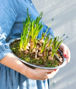 Traubenhyazinthen In Zinkschale, Ca. Ø29 Cm 9 Traubenhyazinthen In Zinkschale, Ca. Ø29 Cm -Gartenbedarf Verkäufe 2024 6019152 WE MO 001 ZinkschaleTraubenhyazinthen