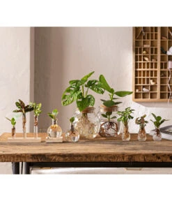 Waterplant Balsamapfel Im Kugelglas - Clusia Rosea 'Princess', Mit LED -Gartenbedarf Verkäufe 2024 6125066 WE MO 001 WaterPlants 1