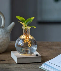 Gartenbedarf Verkäufe 2024 -Gartenbedarf Verkäufe 2024 6125074 WE MO 001 WaterPlantClusiaLED