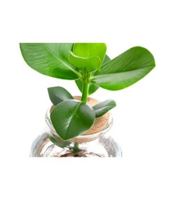 Waterplant Balsamapfel Im Kugelglas - Clusia Rosea 'Princess', Ca. 30 Cm -Gartenbedarf Verkäufe 2024 6125082 WE DE 001 WaterPlantsClusia12cm